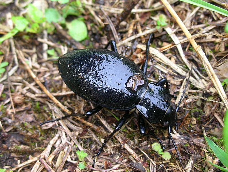 Carabus coriaceus